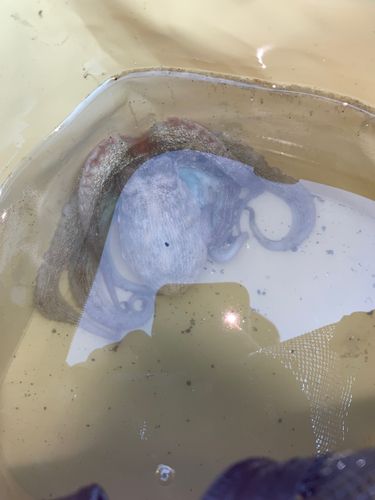 タコの釣果