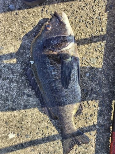 チヌの釣果