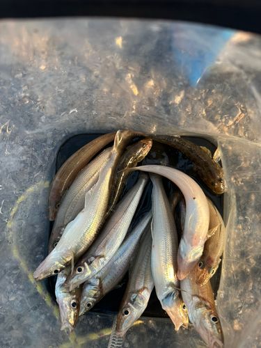 シロギスの釣果
