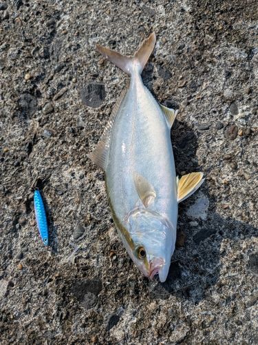 ショゴの釣果
