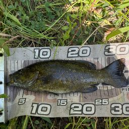 スモールマウスバス