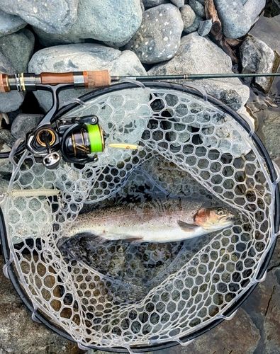 トラウトの釣果