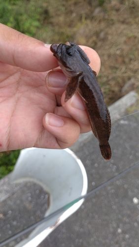 カジカの釣果
