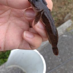 カジカ