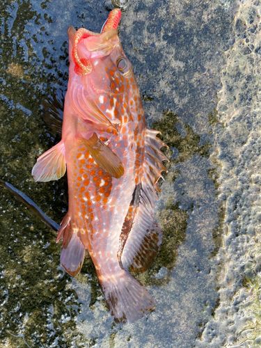 キジハタの釣果