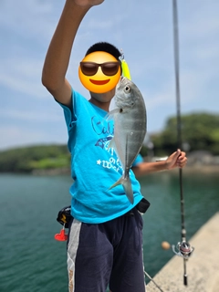 メッキの釣果