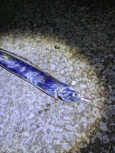 タチウオの釣果