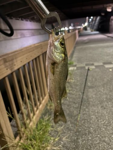 セイゴ（マルスズキ）の釣果