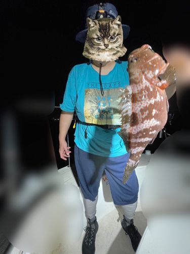 キジハタの釣果