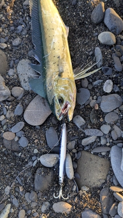 シイラの釣果
