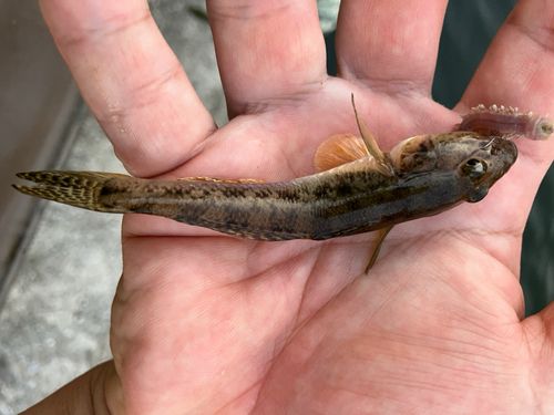 ハゼの釣果