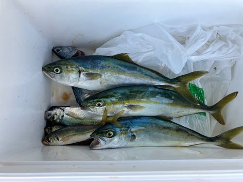 イナダの釣果
