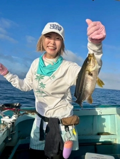 イサキの釣果