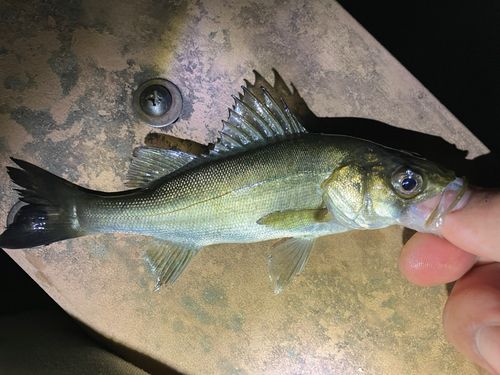 セイゴ（マルスズキ）の釣果