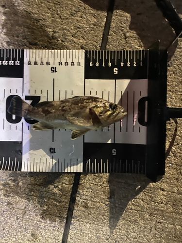 釣果