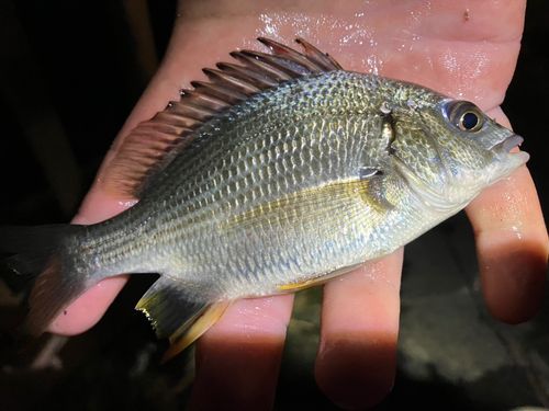 キビレの釣果