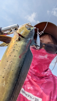 シイラの釣果