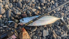 ソウダガツオの釣果