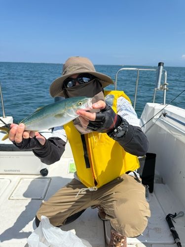 コゾクラの釣果