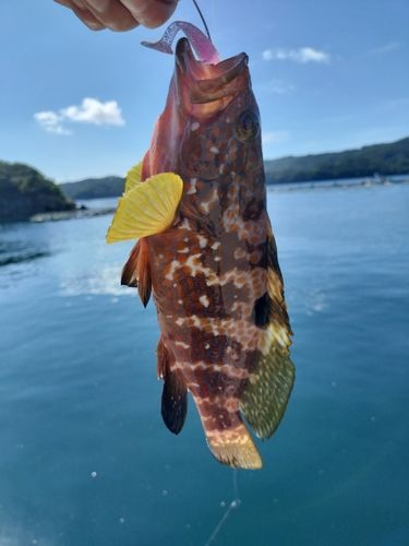 アコウの釣果