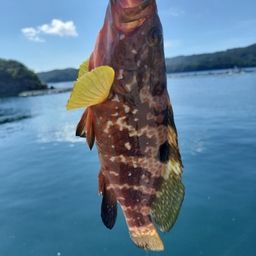 アコウ