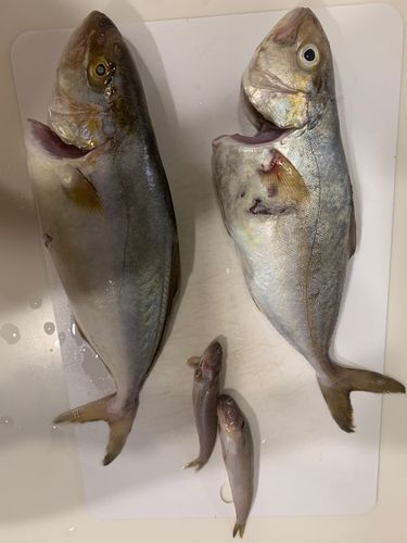 ショゴの釣果
