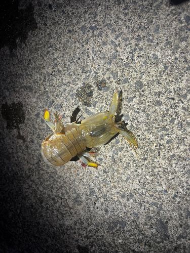 シャコの釣果