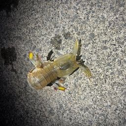シャコ