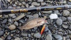 オオモンハタの釣果