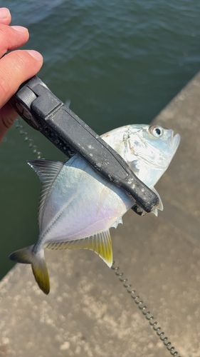 メッキの釣果