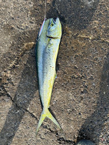 シイラの釣果