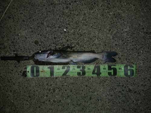 アメリカナマズの釣果