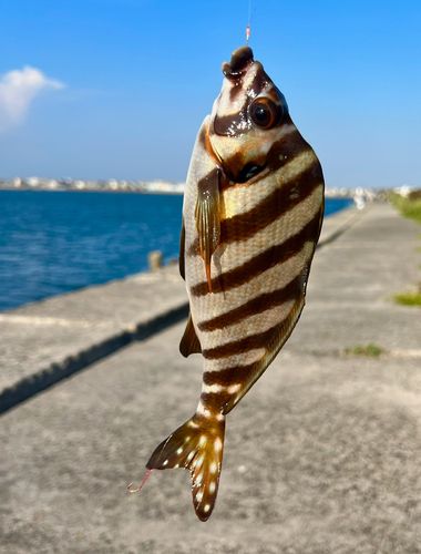 タカノハダイの釣果