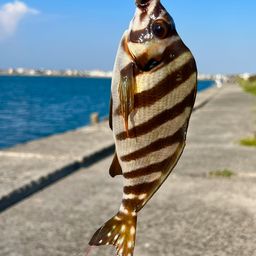 タカノハダイ