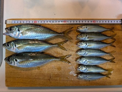 アジの釣果
