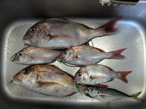 タイの釣果