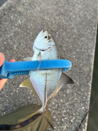 メッキの釣果