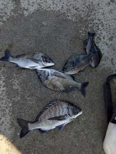 クロダイの釣果