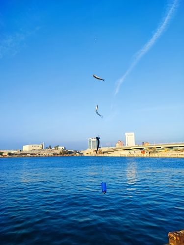 カタクチイワシの釣果