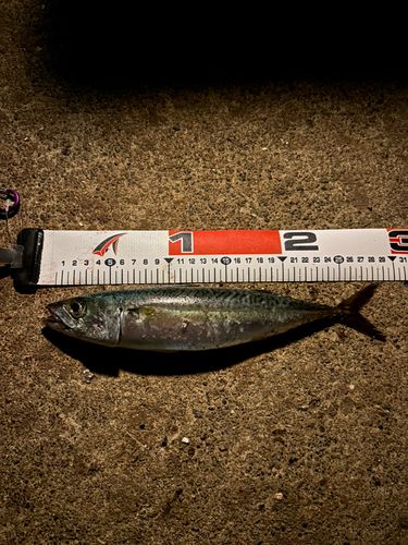 サバの釣果