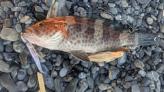 オオモンハタの釣果