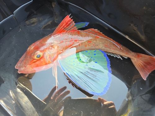 ホウボウの釣果