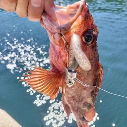 カサゴ