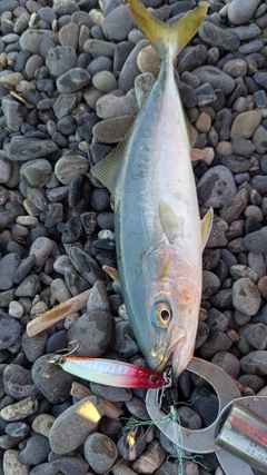 ワカシの釣果