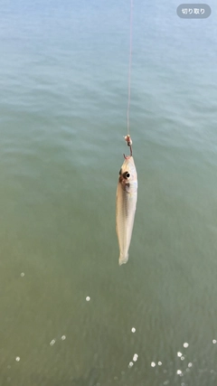 キスの釣果