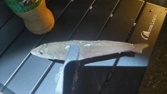 シロギスの釣果