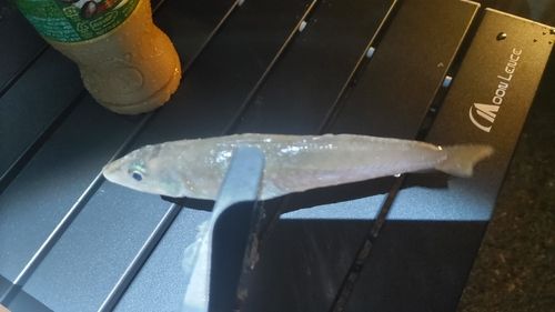 シロギスの釣果