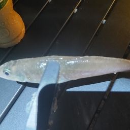 シロギス