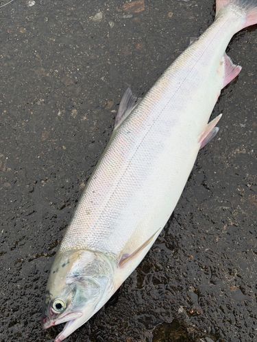 アキアジの釣果