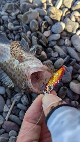 オオモンハタの釣果